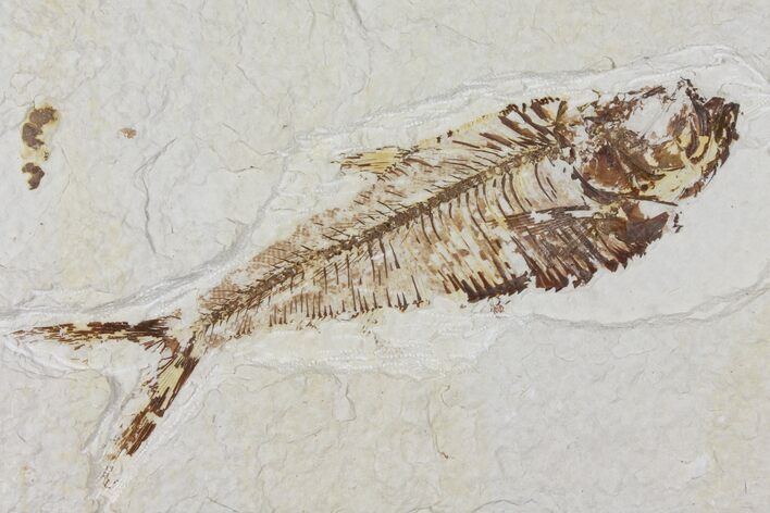 Diplomystus Fossil Fish - Wyoming #101155